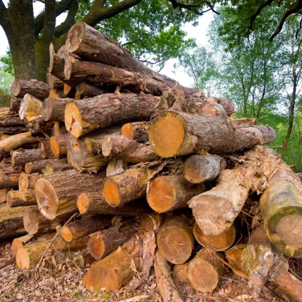 Pine
